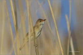 <p>RÁKOSNÍK OBECNÝ (Acrocephalus scirpaceus) – Eurasian reed warbler – Teichrohrsänger</p>